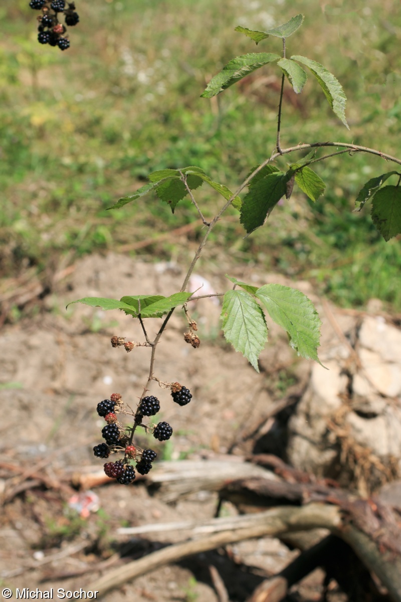 Rubus centrobohemicus – ostružiník středočeský