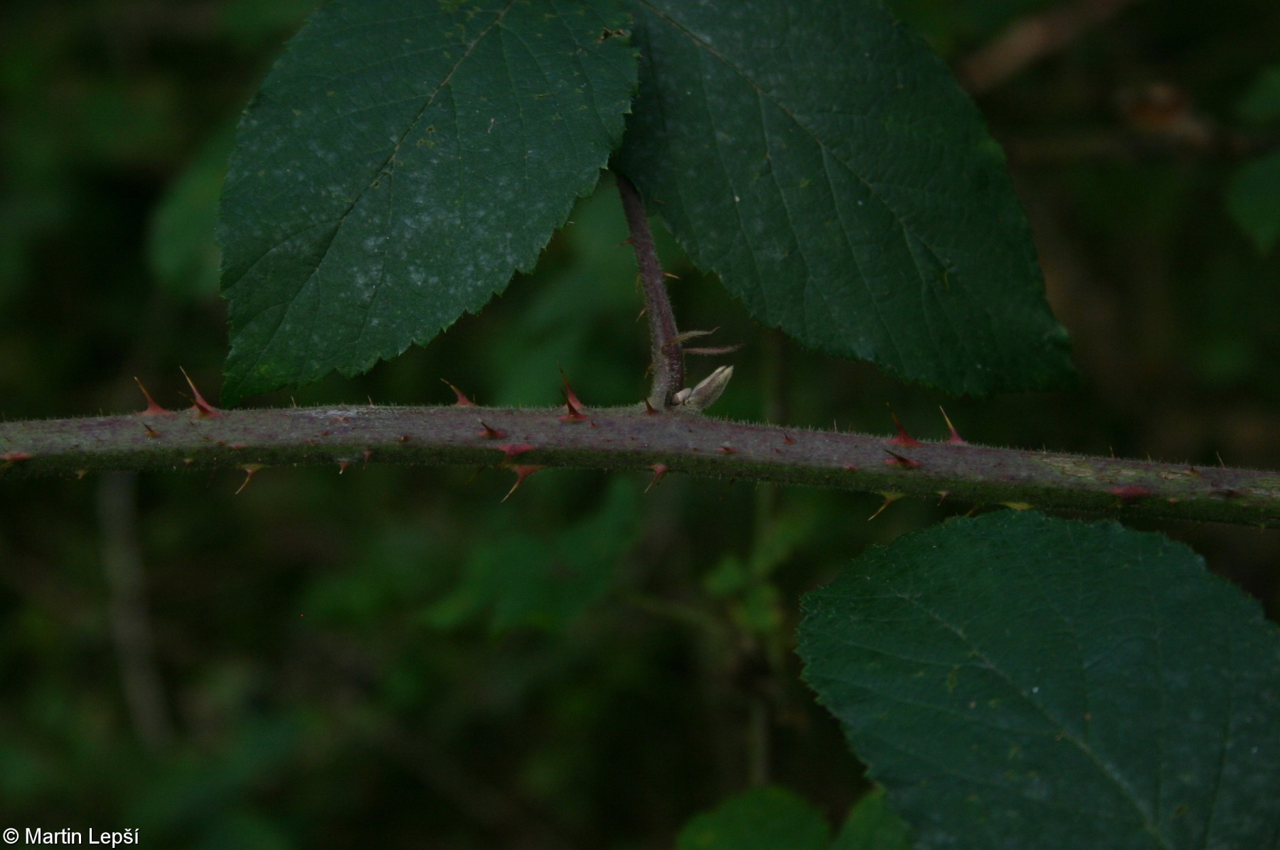 Rubus chaerophylloides – ostružiník nepravý