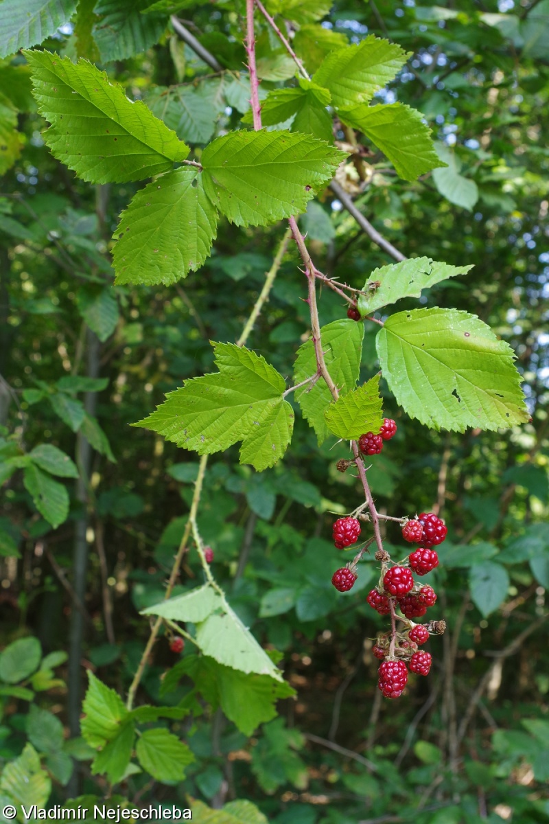 Rubus clusii – ostružiník tmavozelený
