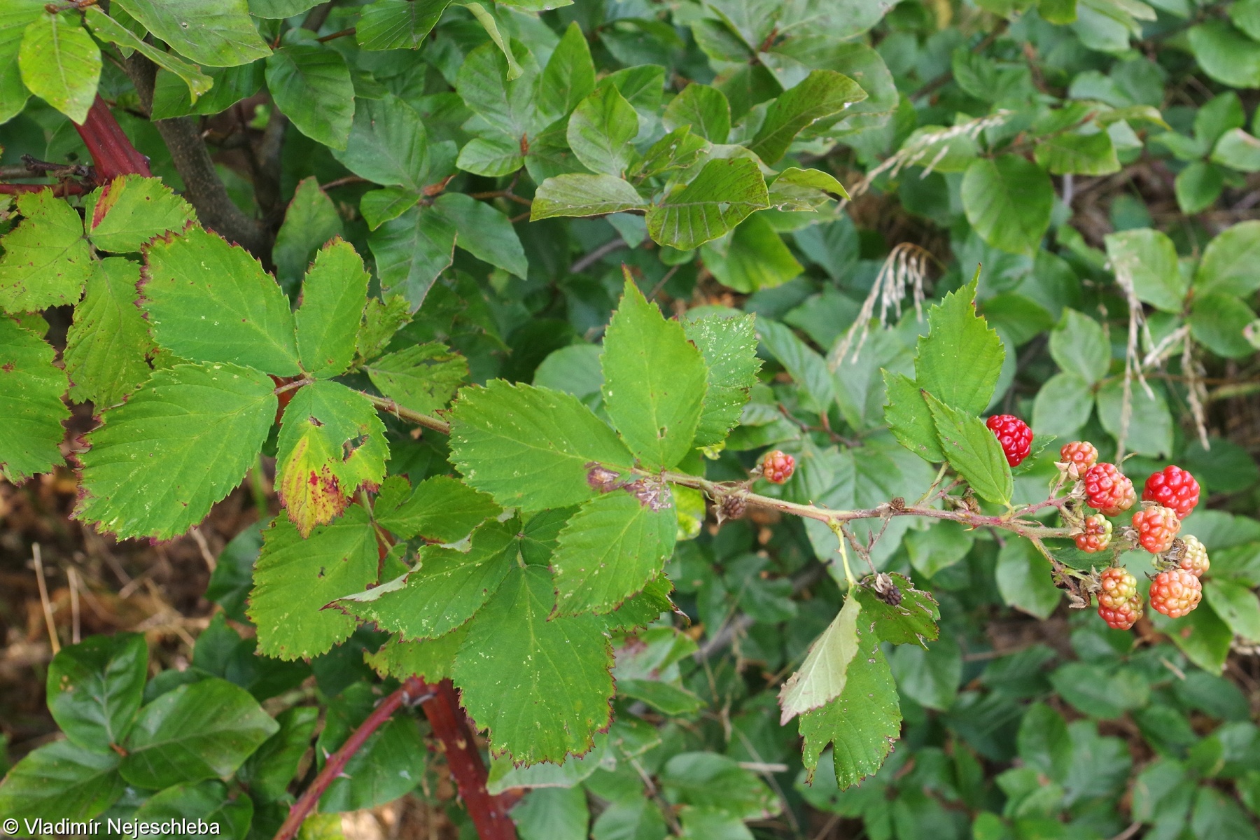 Rubus constrictus – ostružiník stažený