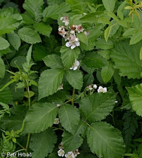 Rubus crispomarginatus – ostružiník kadeřavolistý