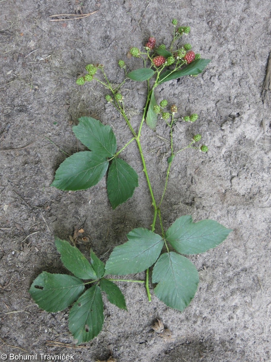 Rubus divaricatus – ostružiník rozkladitý