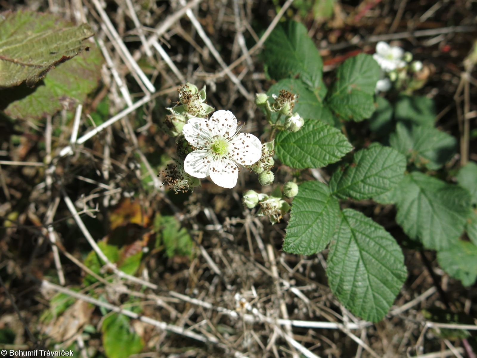 Rubus sect. Corylifolii – ostružiník sekce Corylifolii