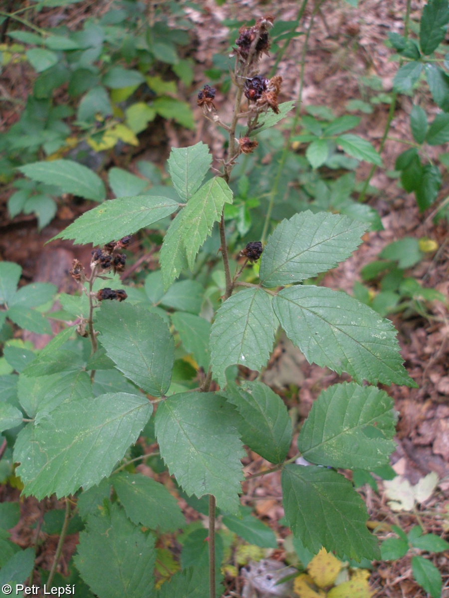 Rubus elatior – ostružiník chloupkatý