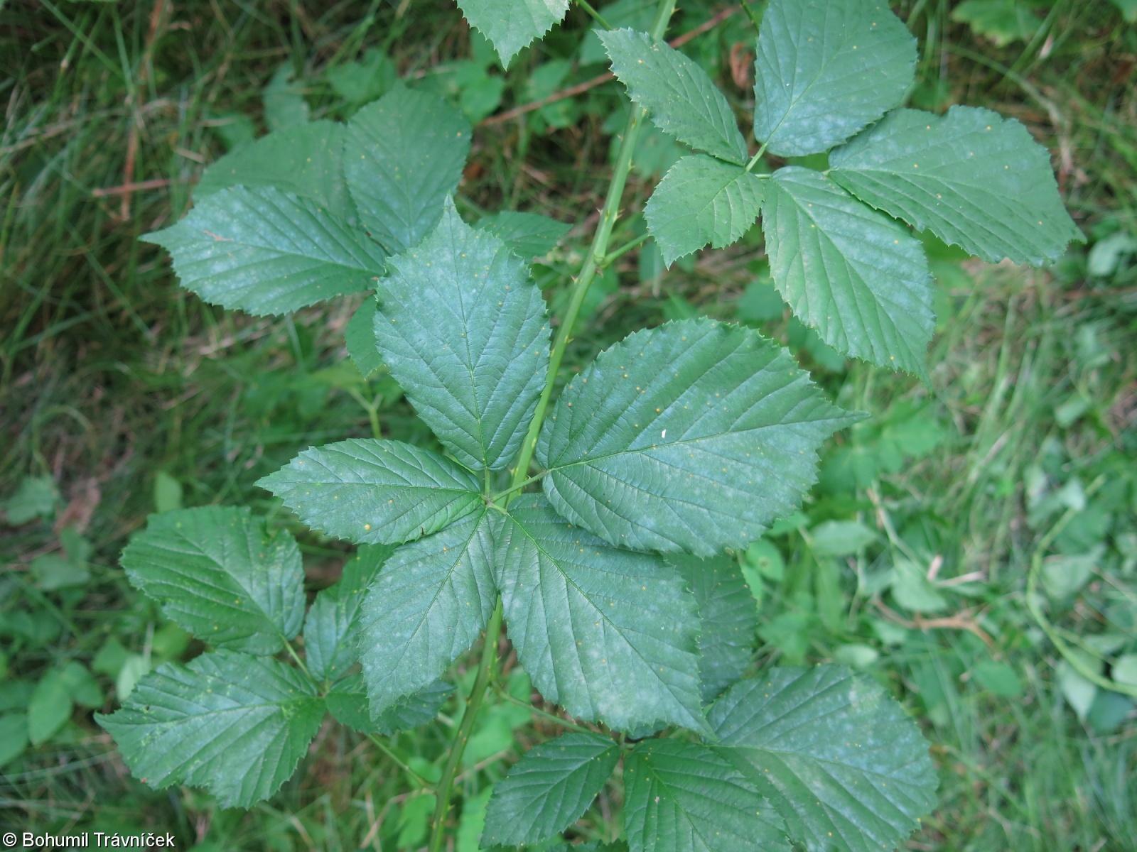 Rubus evestigatus – ostružiník vypátraný