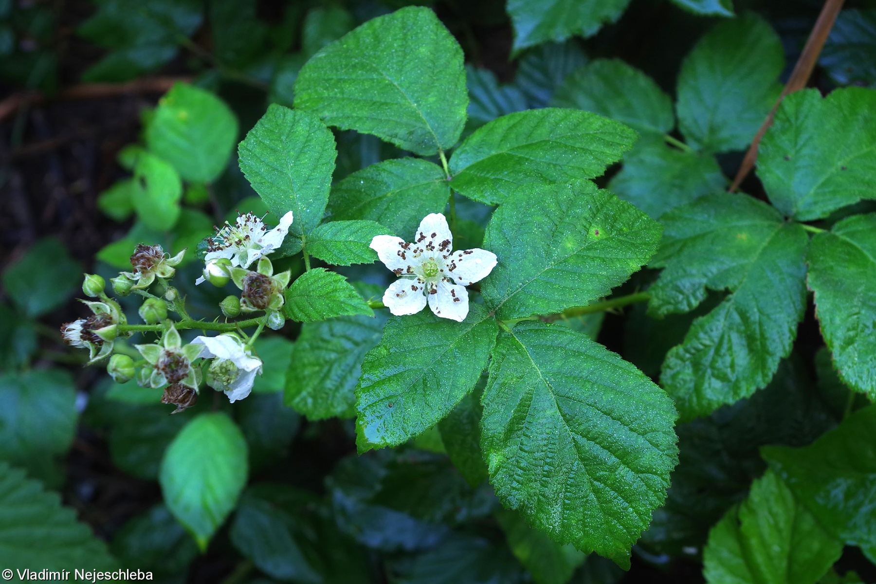 Rubus fasciculatus – ostružiník svazečkovitý
