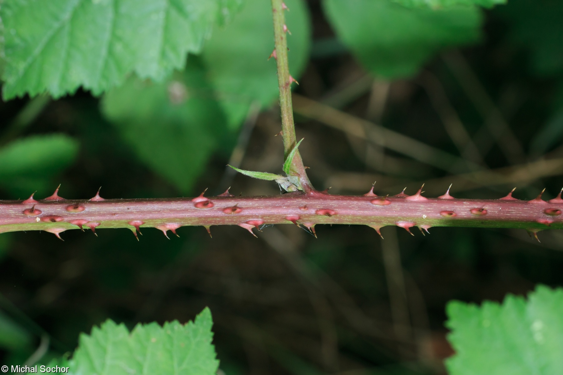Rubus franconicus – ostružiník rumištní