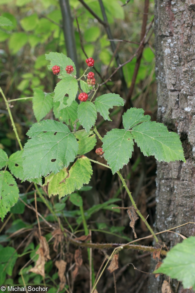 Rubus franconicus – ostružiník rumištní