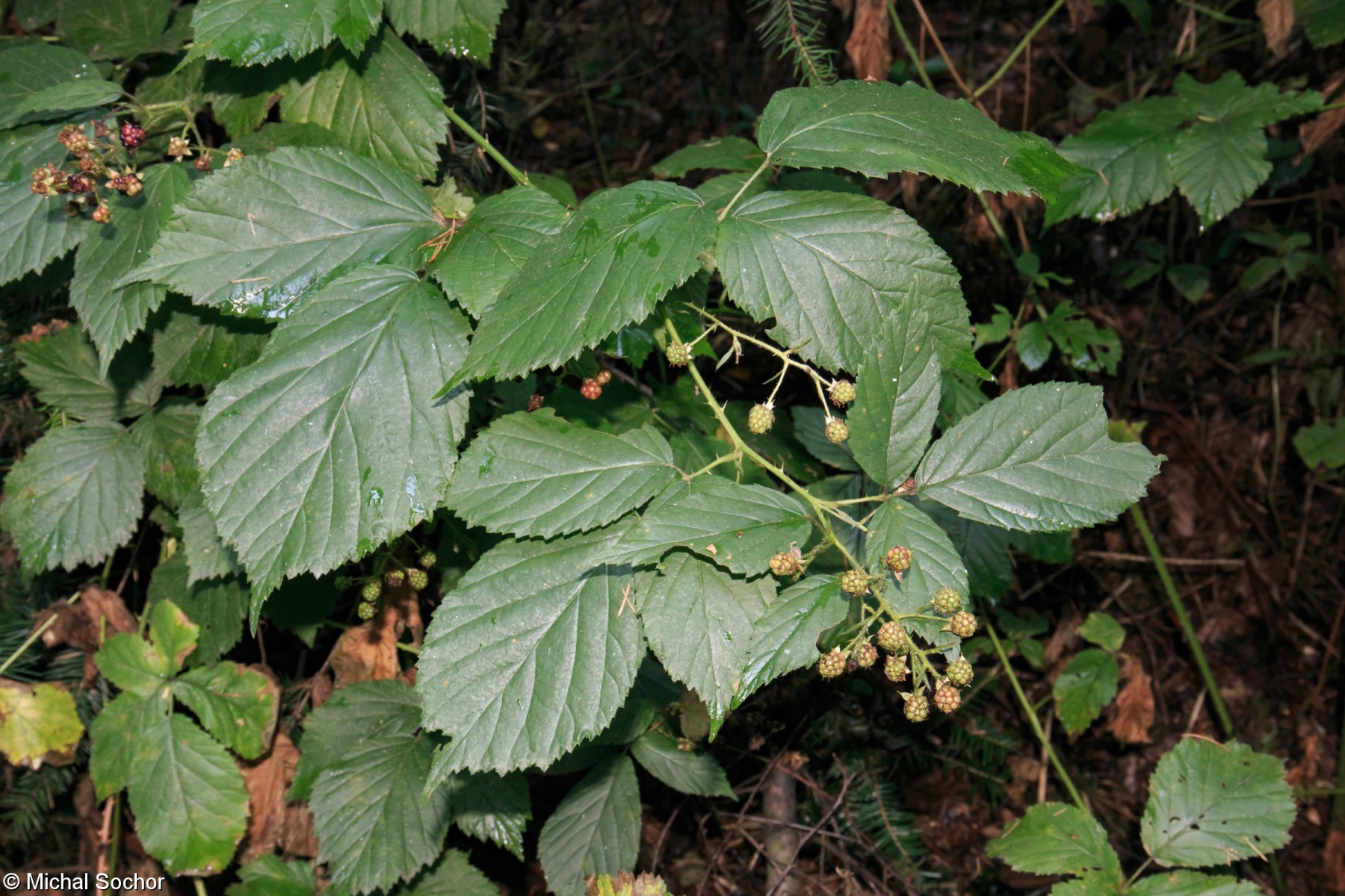 Rubus geminatus – ostružiník hojnokvětý