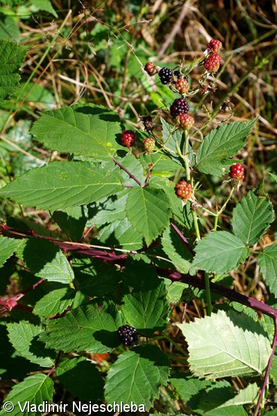 Rubus gliviciensis – ostružiník hlivický