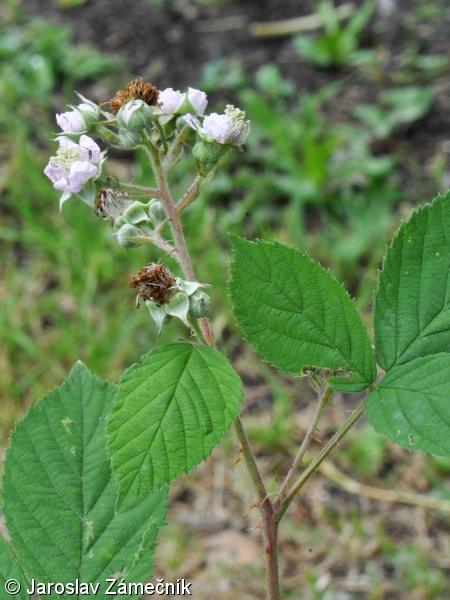 Rubus gracilis – ostružiník huňatý