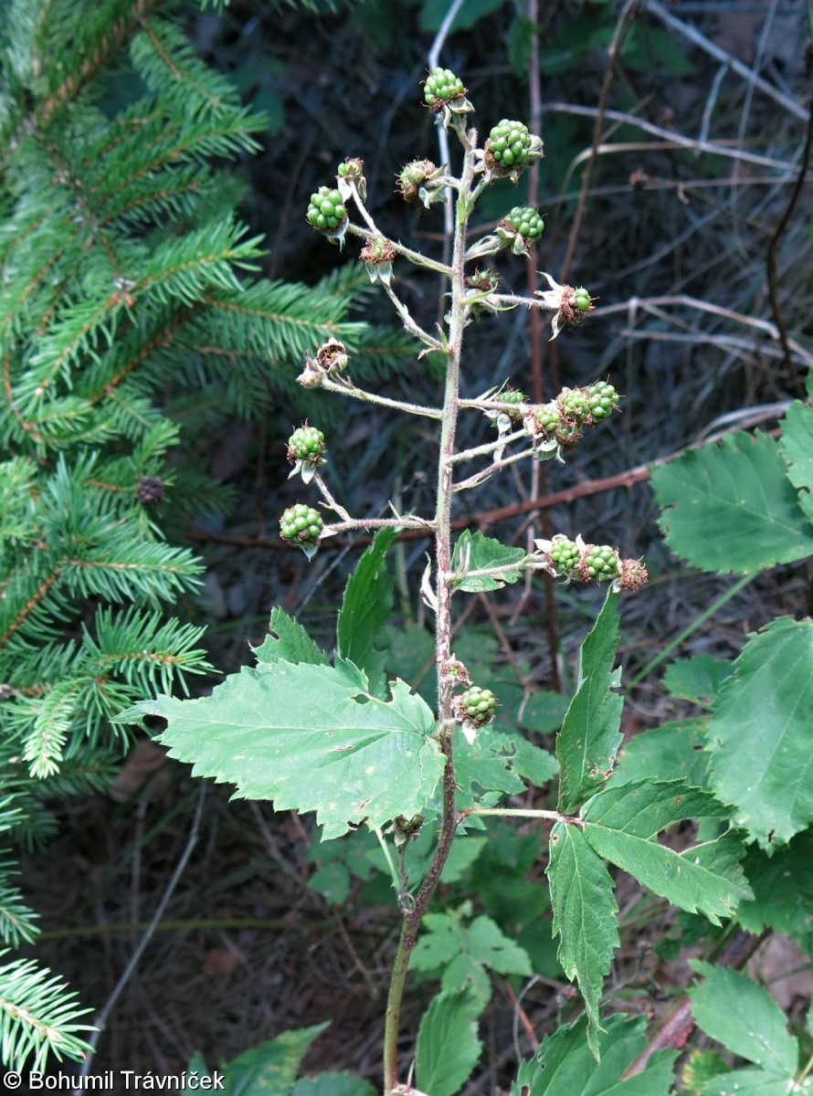 Rubus graminicolor – ostružiník trávozelený