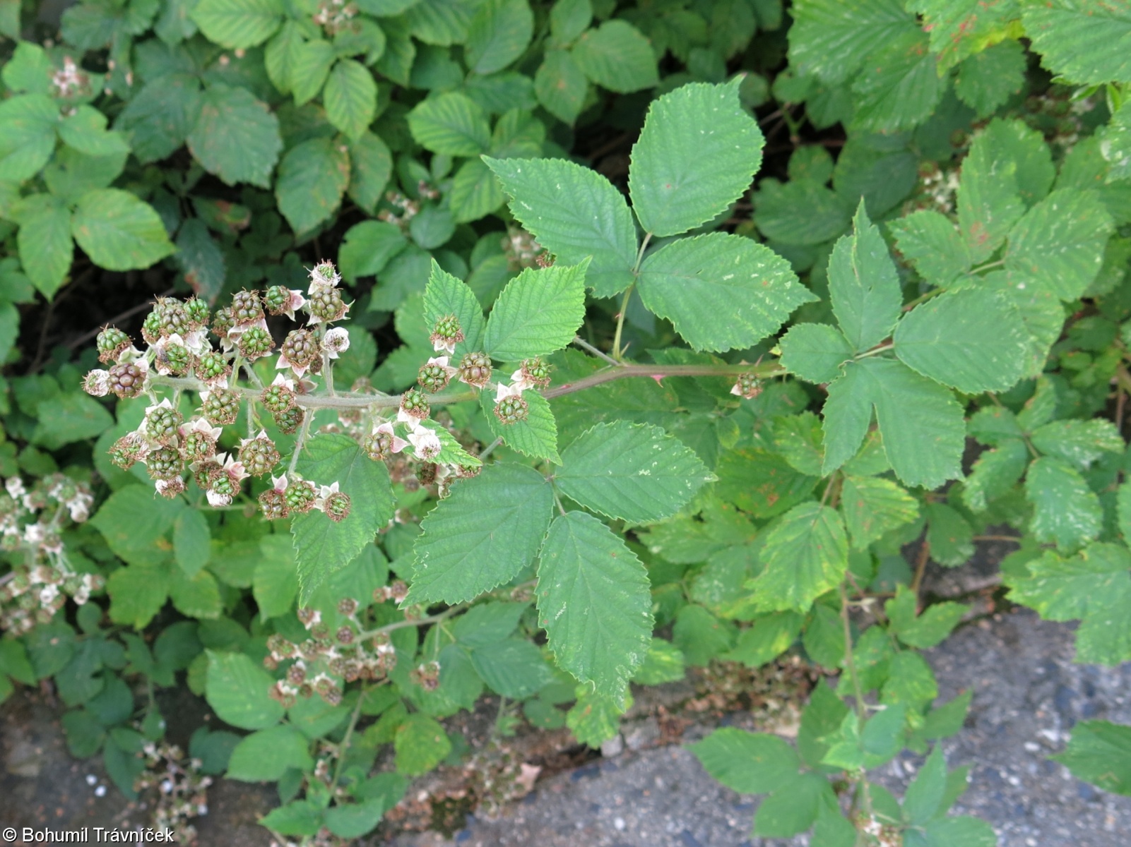 Rubus guttiferus – ostružiník kapkovitý