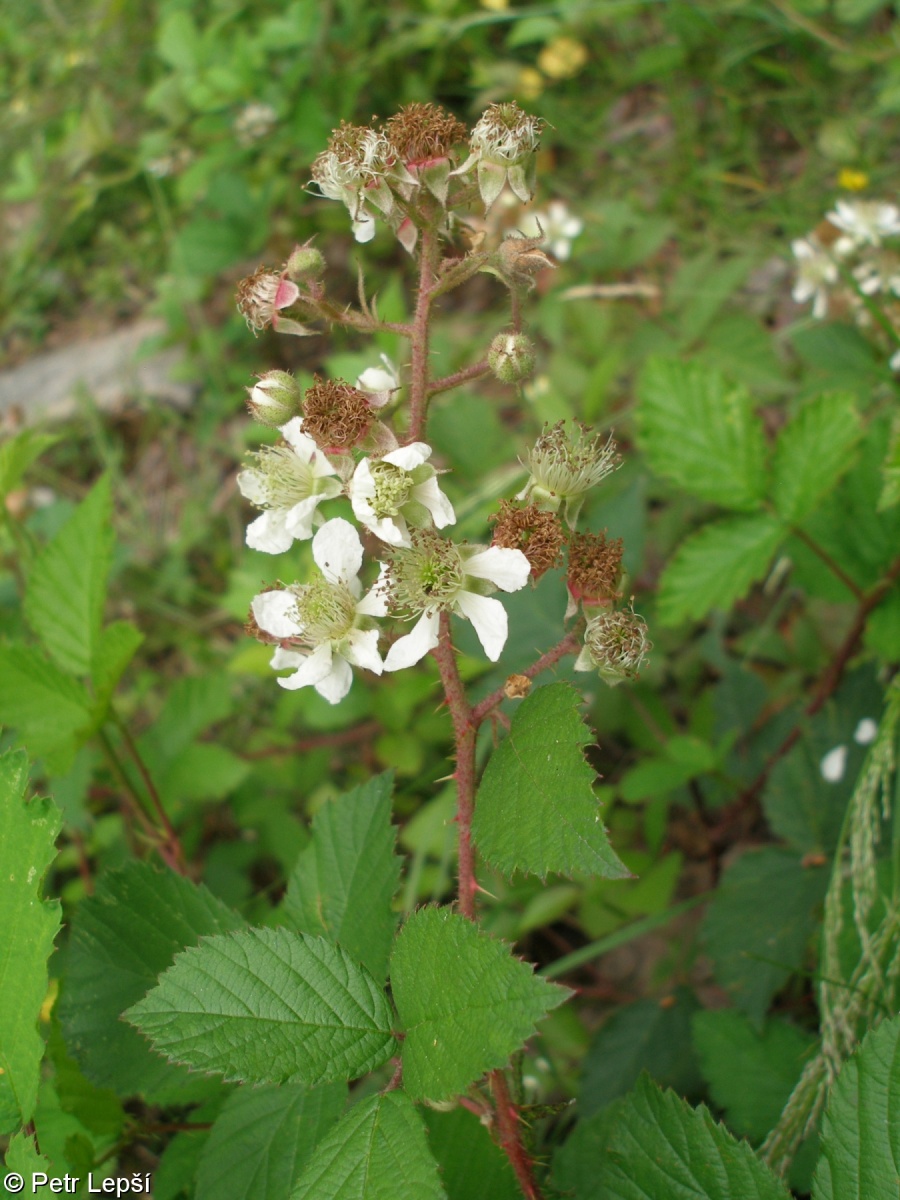 Rubus jarae-cimrmanii – ostružiník Járy Cimrmana