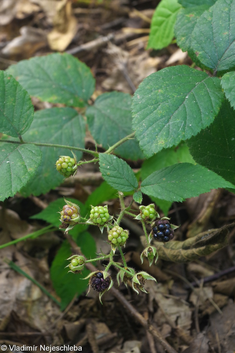 Rubus josholubii – ostružiník Holubův