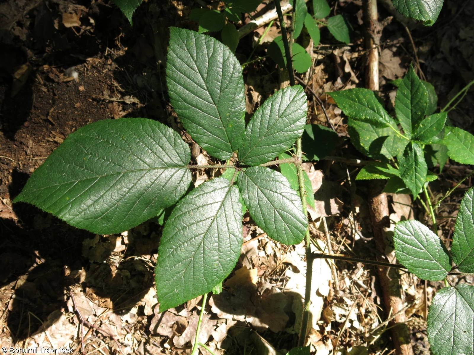 Rubus josholubii – ostružiník Holubův