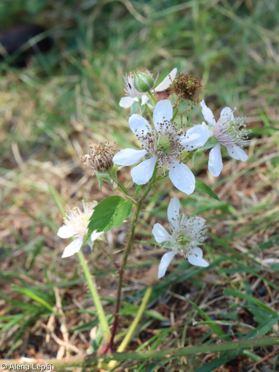 Rubus koehleri – ostružiník pichlavý, ostružiník Koehlerův