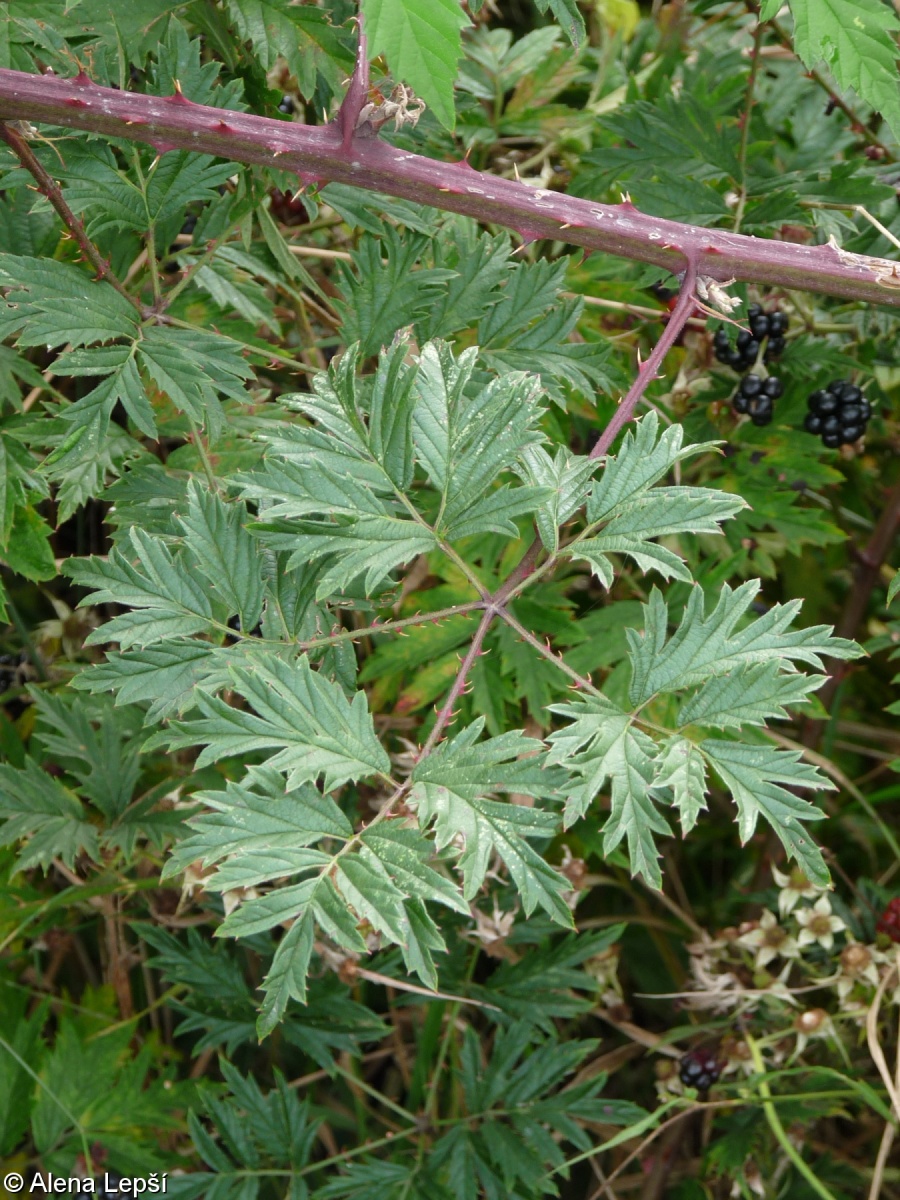 Rubus laciniatus – ostružiník dřípený