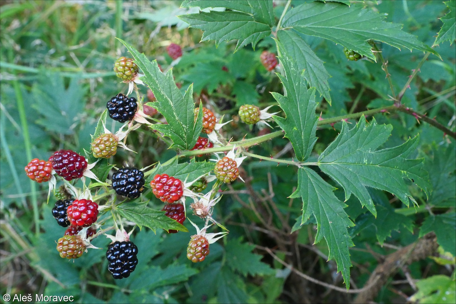 Rubus laciniatus &ndash; ostružiník dřípený