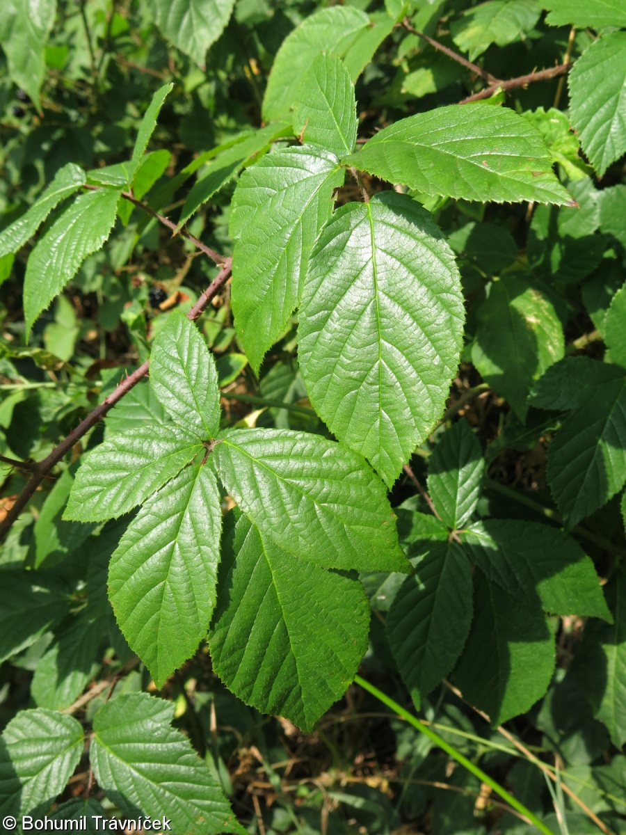 Rubus lucentifolius – ostružiník pěknolistý