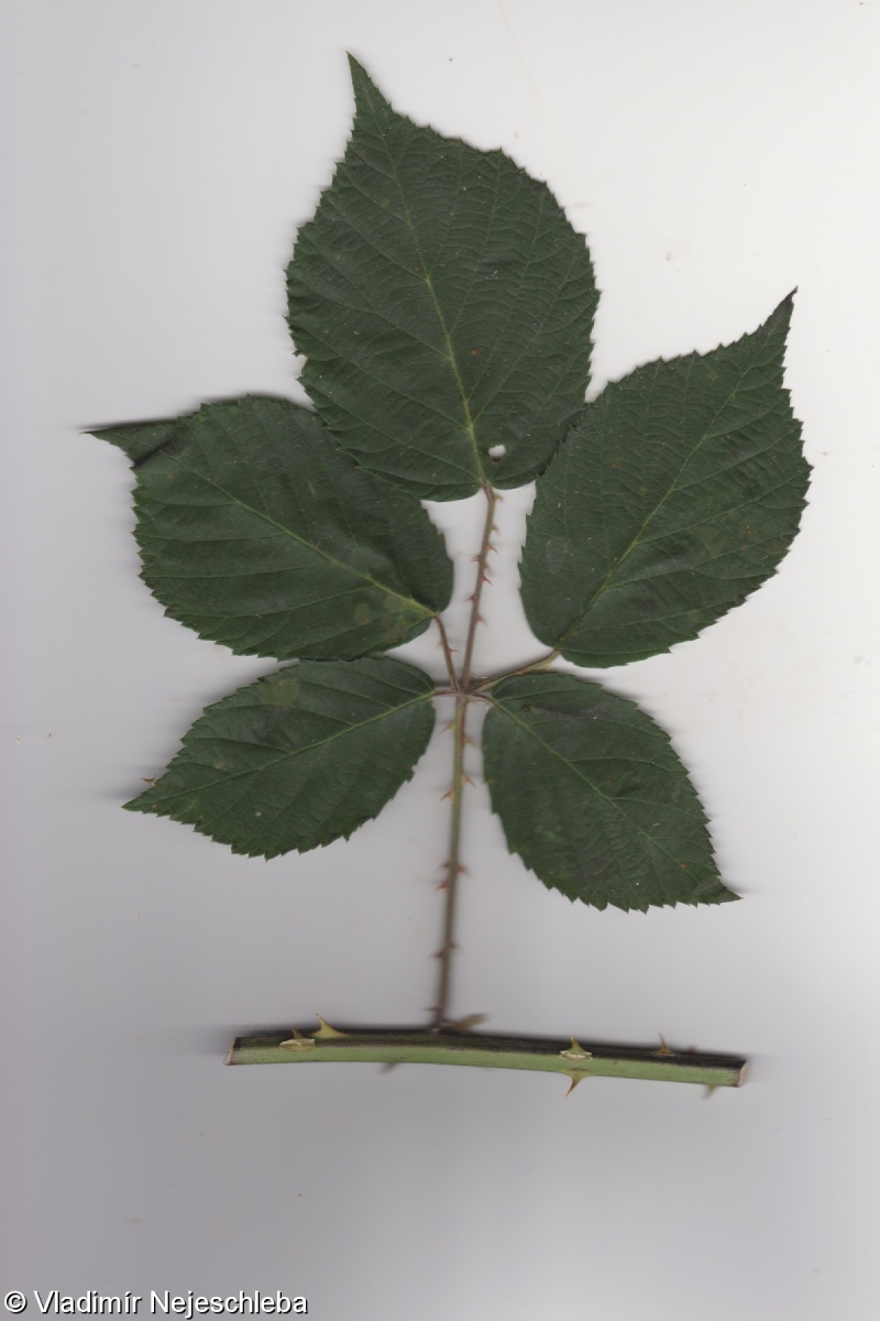 Rubus macrophyllus – ostružiník velkolistý