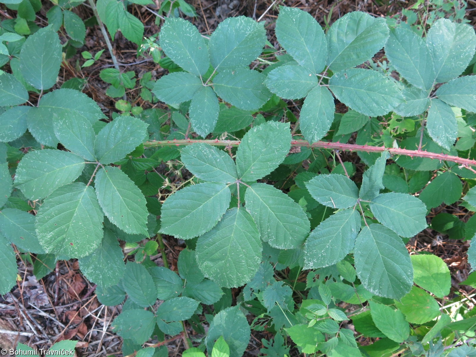 Rubus micans – ostružiník blýskavý, ostružiník třpytivý