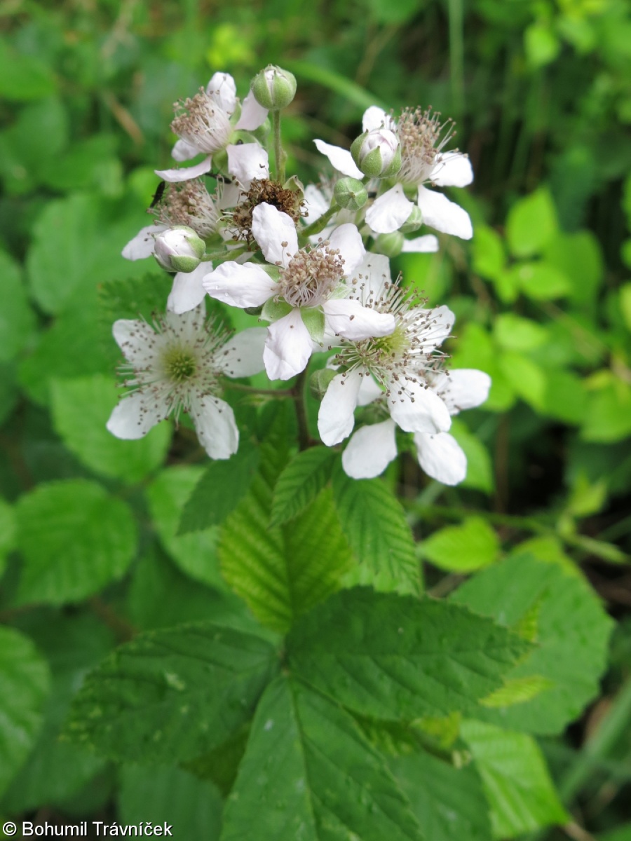 Rubus montanus – ostružiník mandloňokvětý