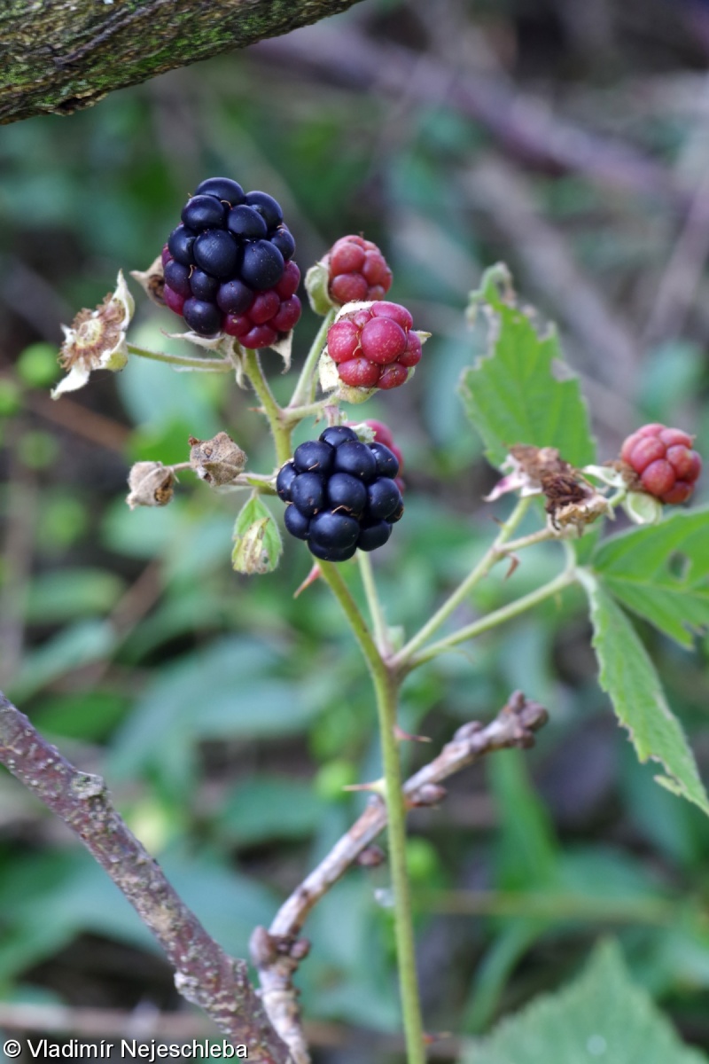 Rubus nemorosus – ostružiník hajní