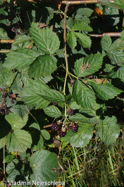 Rubus nessensis – ostružiník vzpřímený