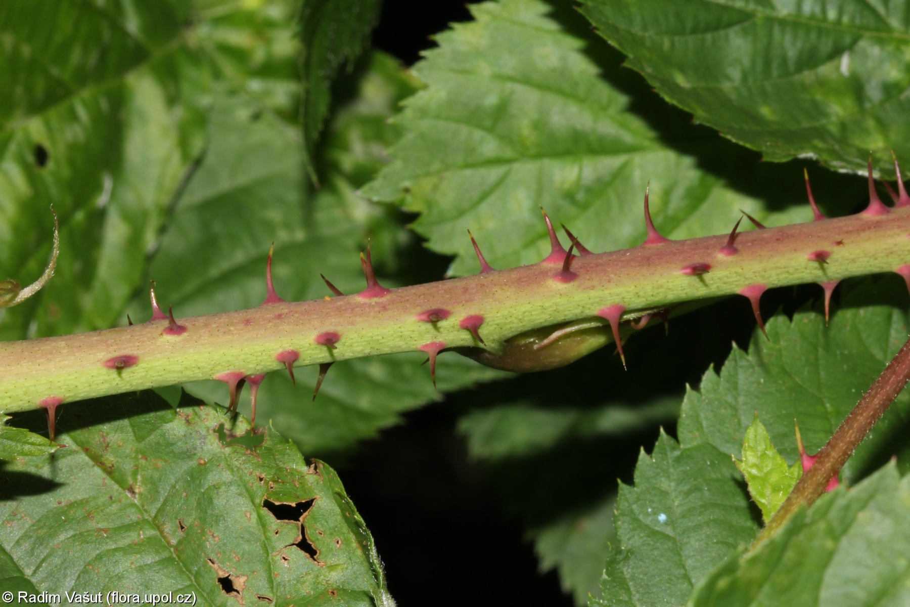 Rubus scissoides – ostružiník mnohoostný