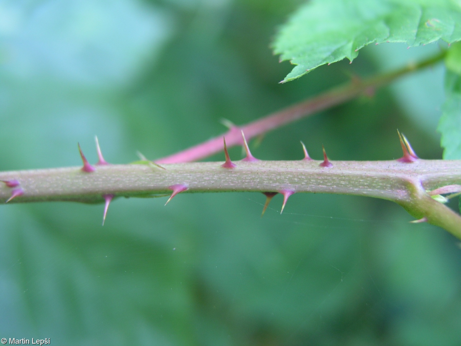Rubus scissoides – ostružiník mnohoostný