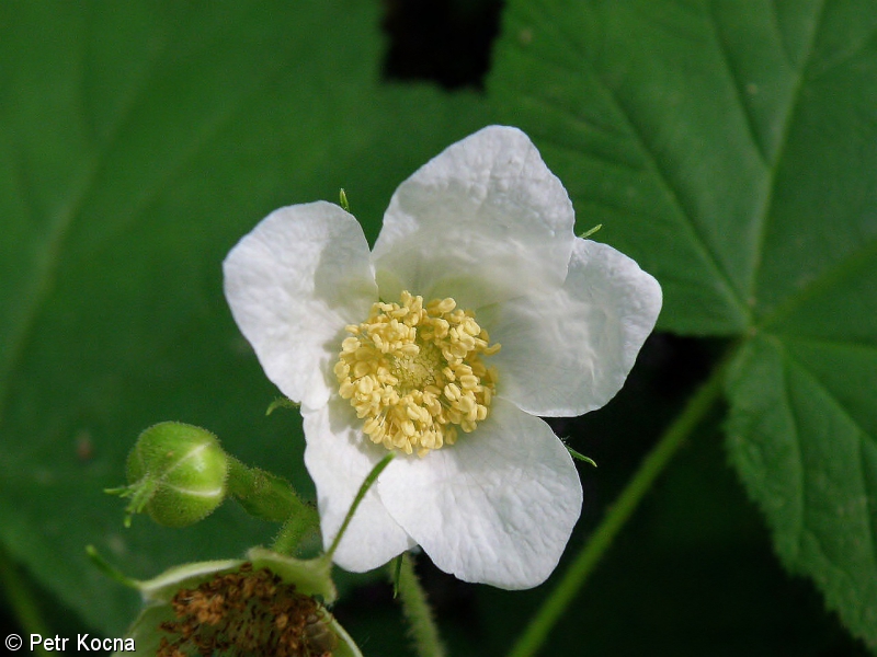 Rubus parviflorus – ostružiník nutkajský