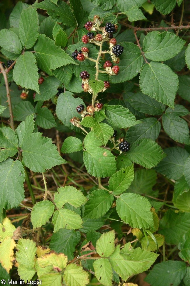 Rubus passaviensis – ostružiník pasovský