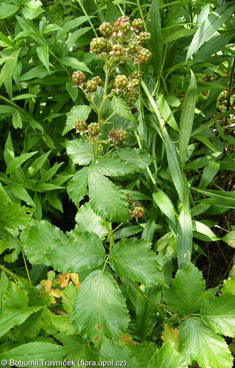 Rubus pericrispatus – ostružiník zvlněný