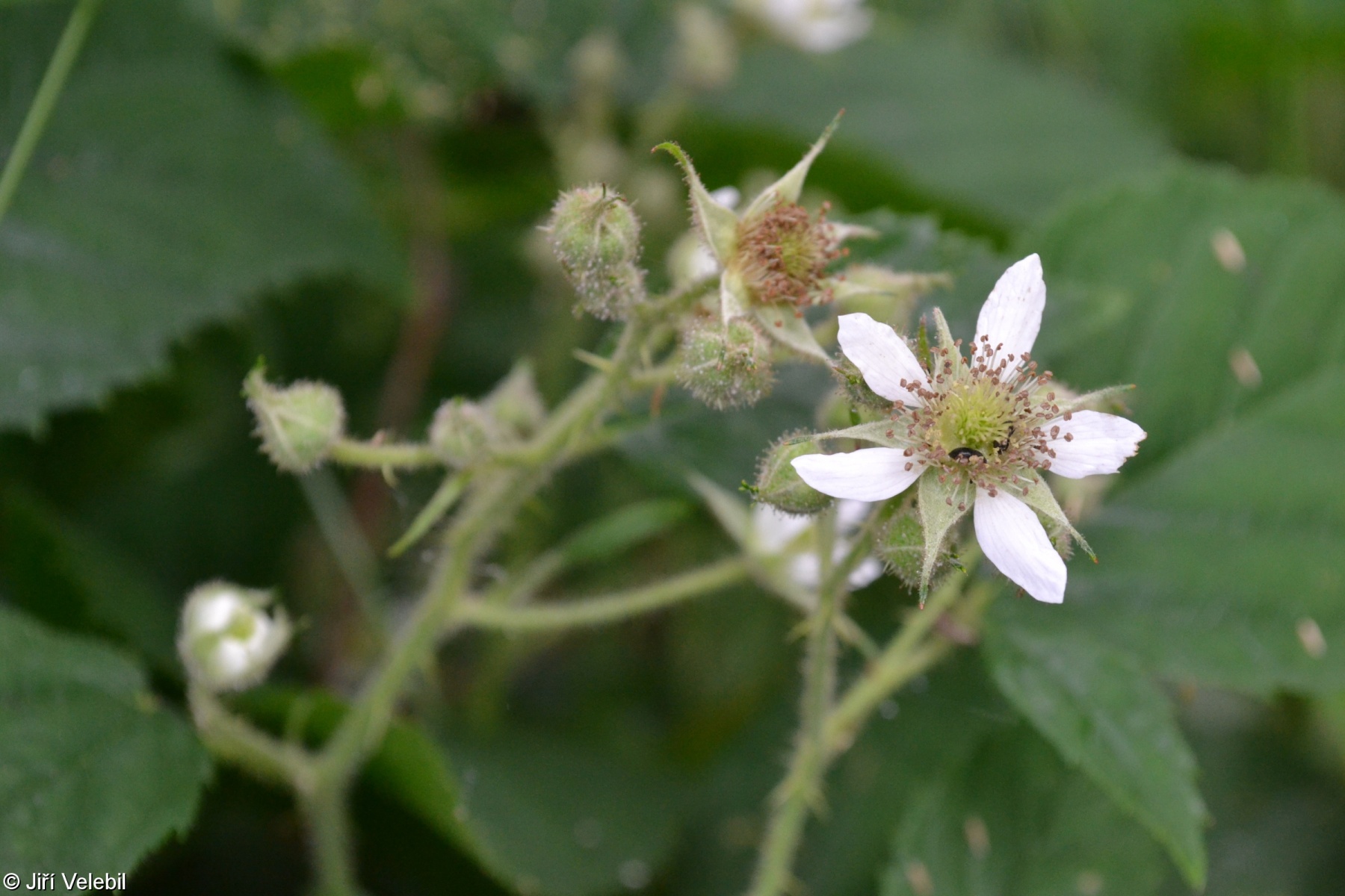 Rubus perlongus – ostružiník prodloužený