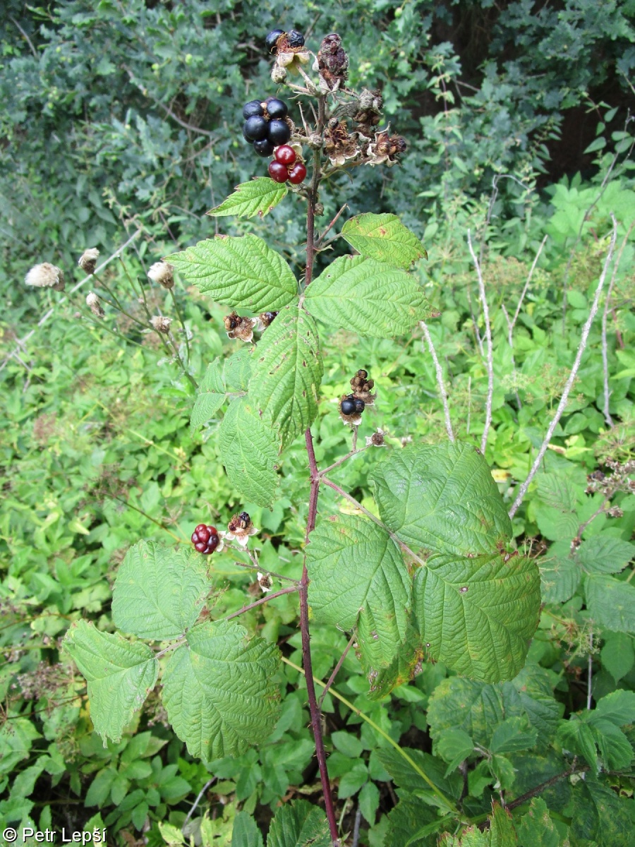 Rubus permalacus – ostružiník nejměkčí