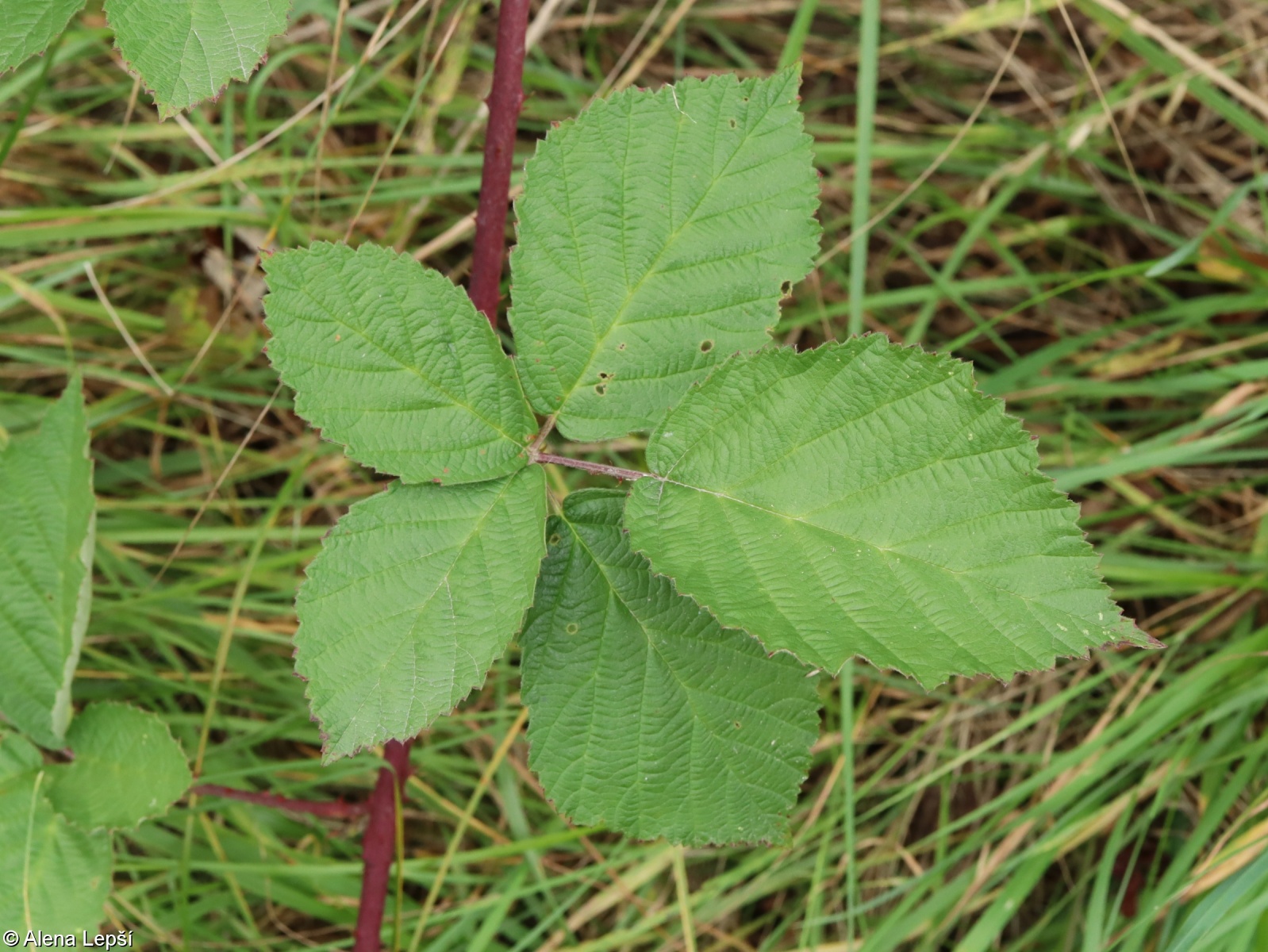 Rubus permalacus – ostružiník nejměkčí