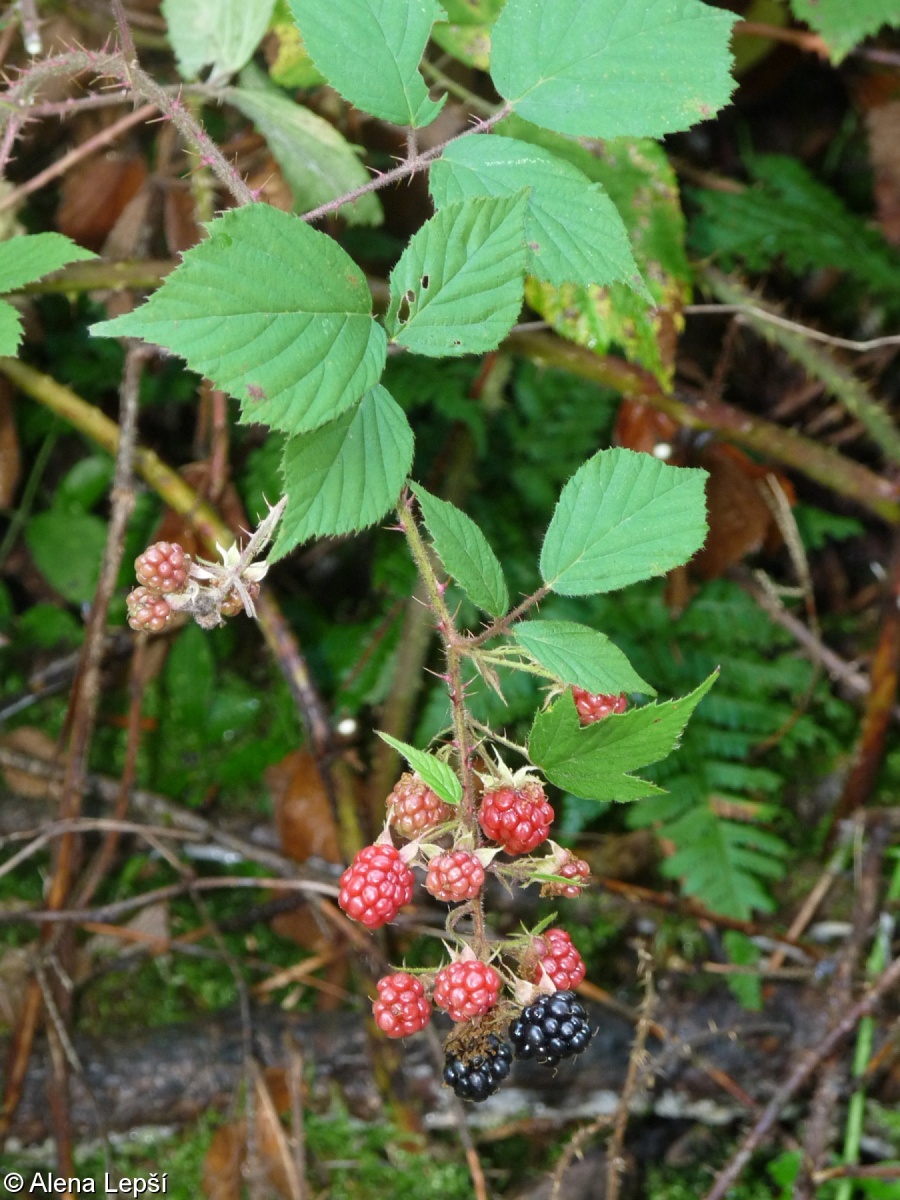 Rubus perpedatus – ostružiník znožený