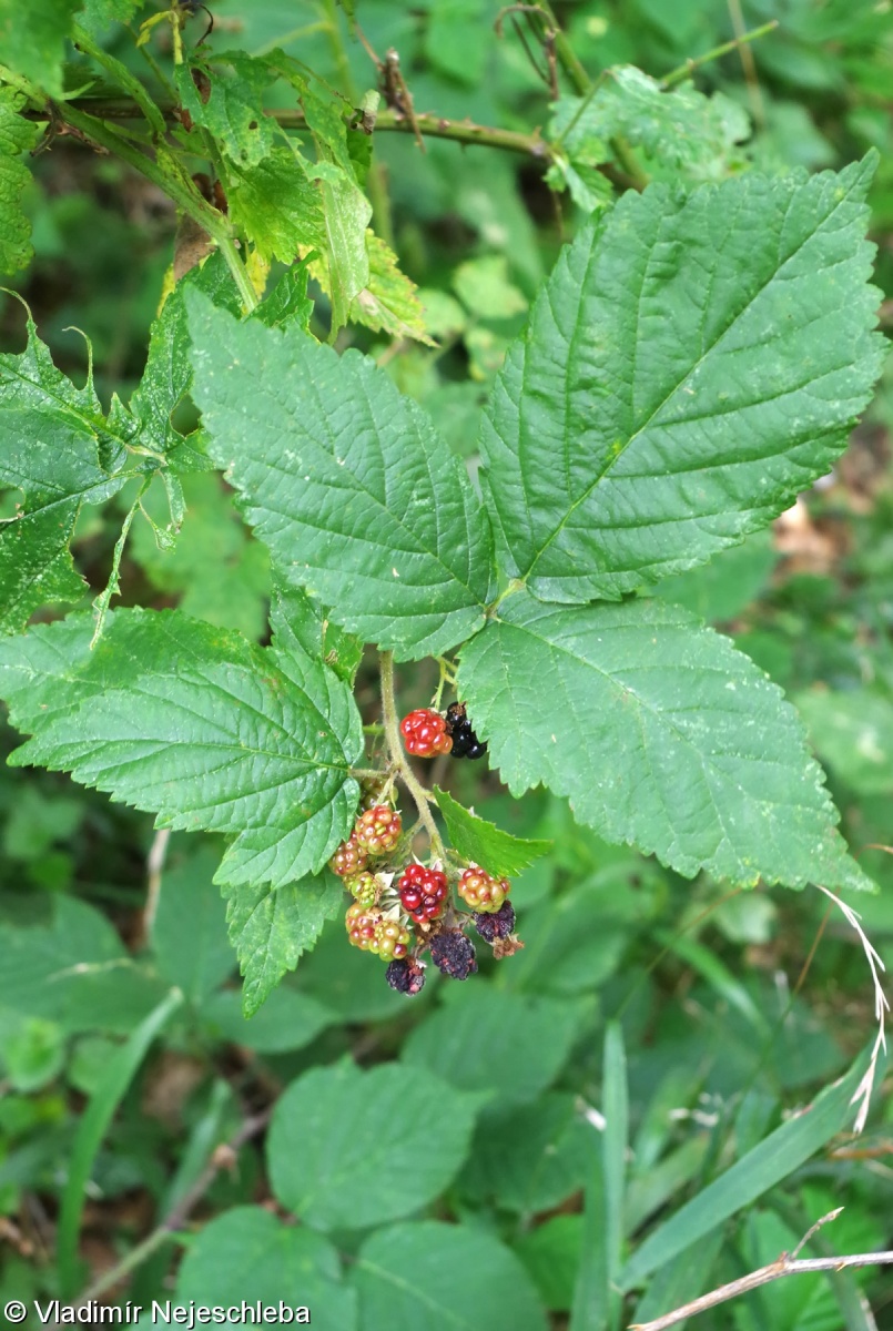Rubus perperus – ostružiník růžovokvětý