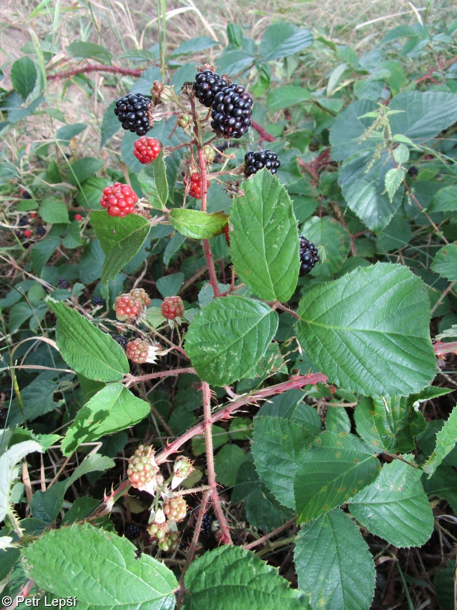 Rubus perpungens – ostružiník bodavý
