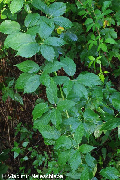 Rubus perrobustus – ostružiník statný