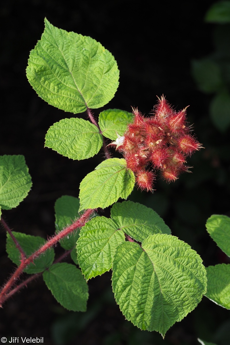 Rubus phoenicolasius – ostružiník japonský