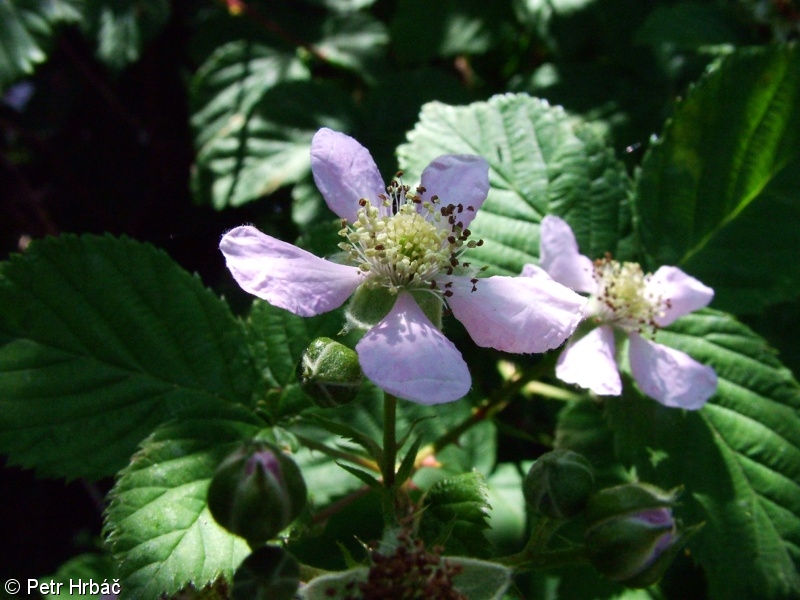 Rubus plicatus – ostružiník řasnatý