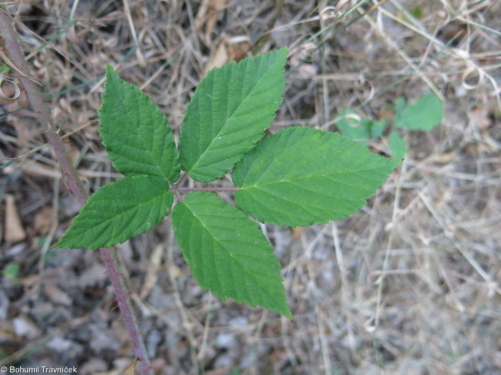 Rubus posnaniensis – ostružiník poznaňský