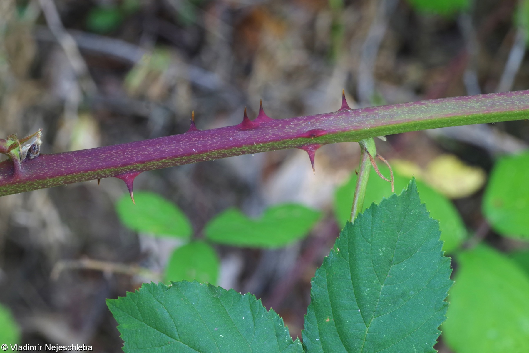 Rubus praecox – ostružiník hruboostný