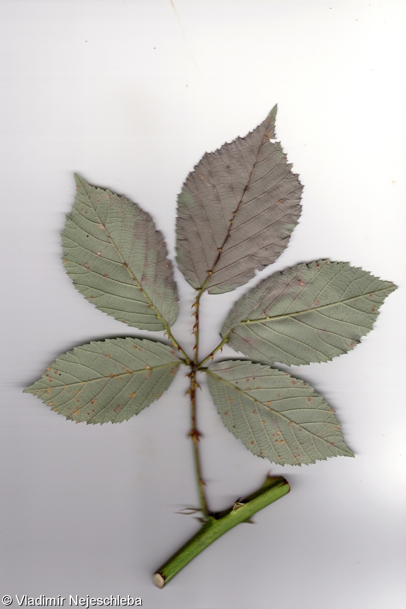 Rubus praecox – ostružiník hruboostný
