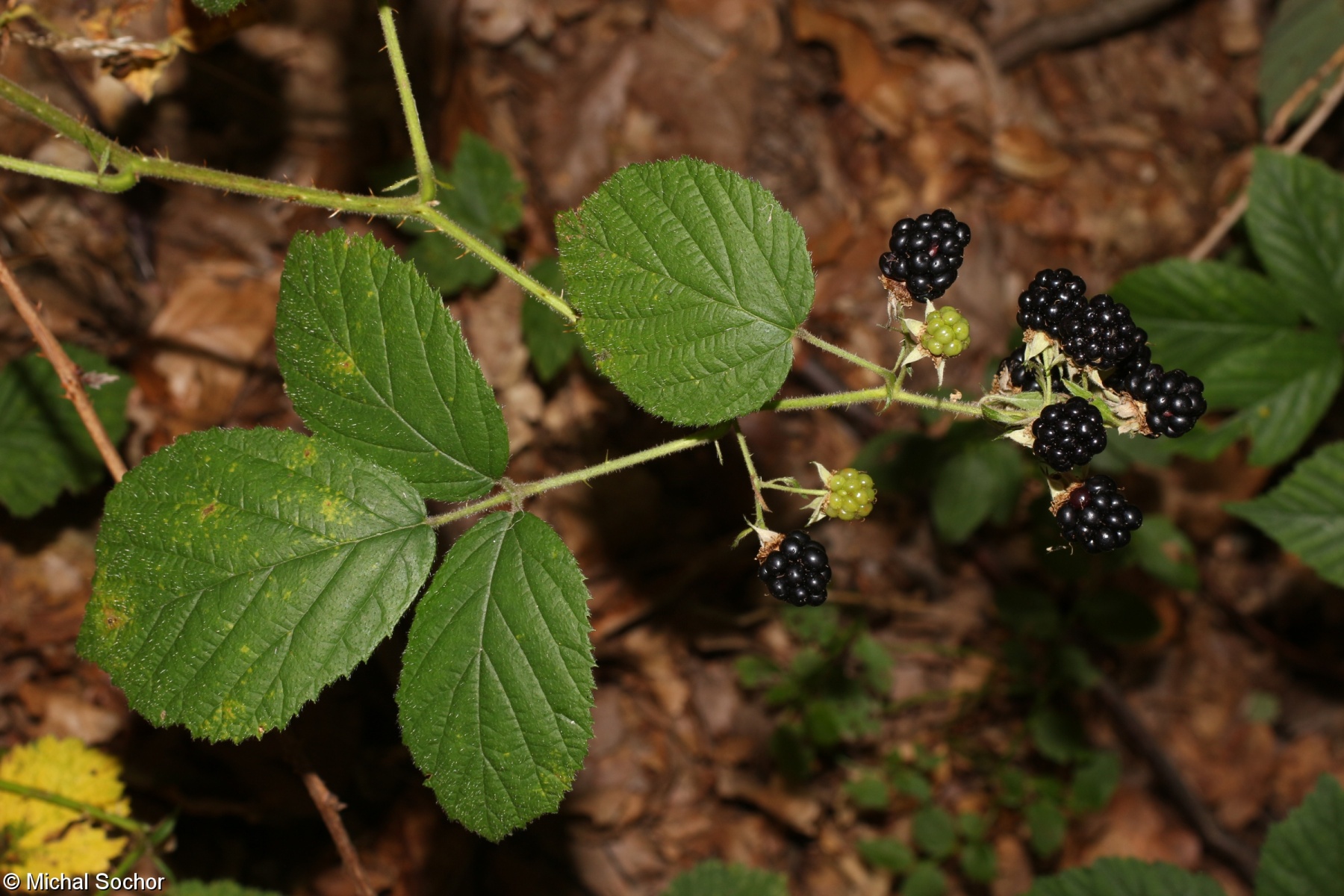 Rubus scaber – ostružiník drsný