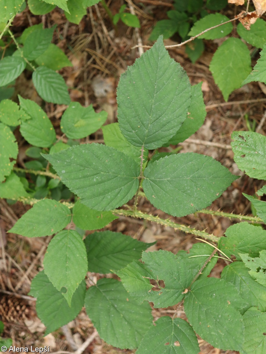 Rubus schleicheri – ostružiník nicí, ostružiník Schleicherův