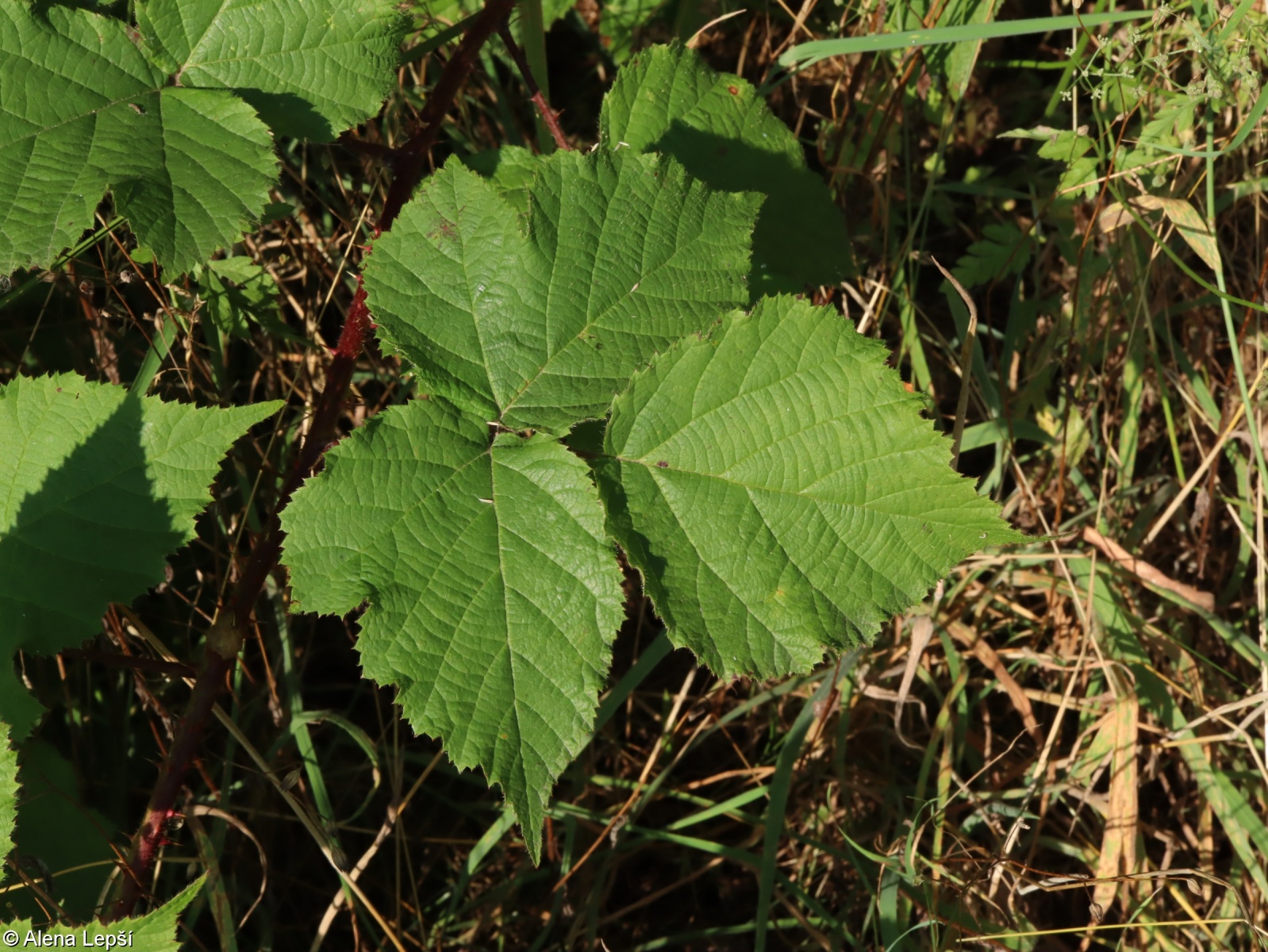 Rubus sendtneri – ostružiník Sendtnerův