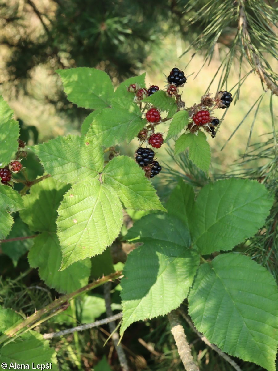 Rubus sendtneri – ostružiník Sendtnerův
